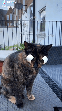 Crazy Cat Eyes