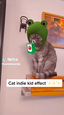 Indie Kitty
