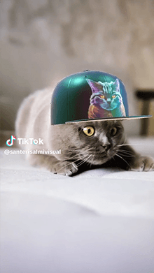 Slay Cap for Cats