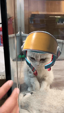 Helmet Cat